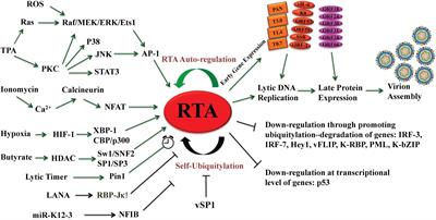 Reactivation and Lytic Replication of Kaposi’s Sarcoma-Associated Herpesvirus: An Update